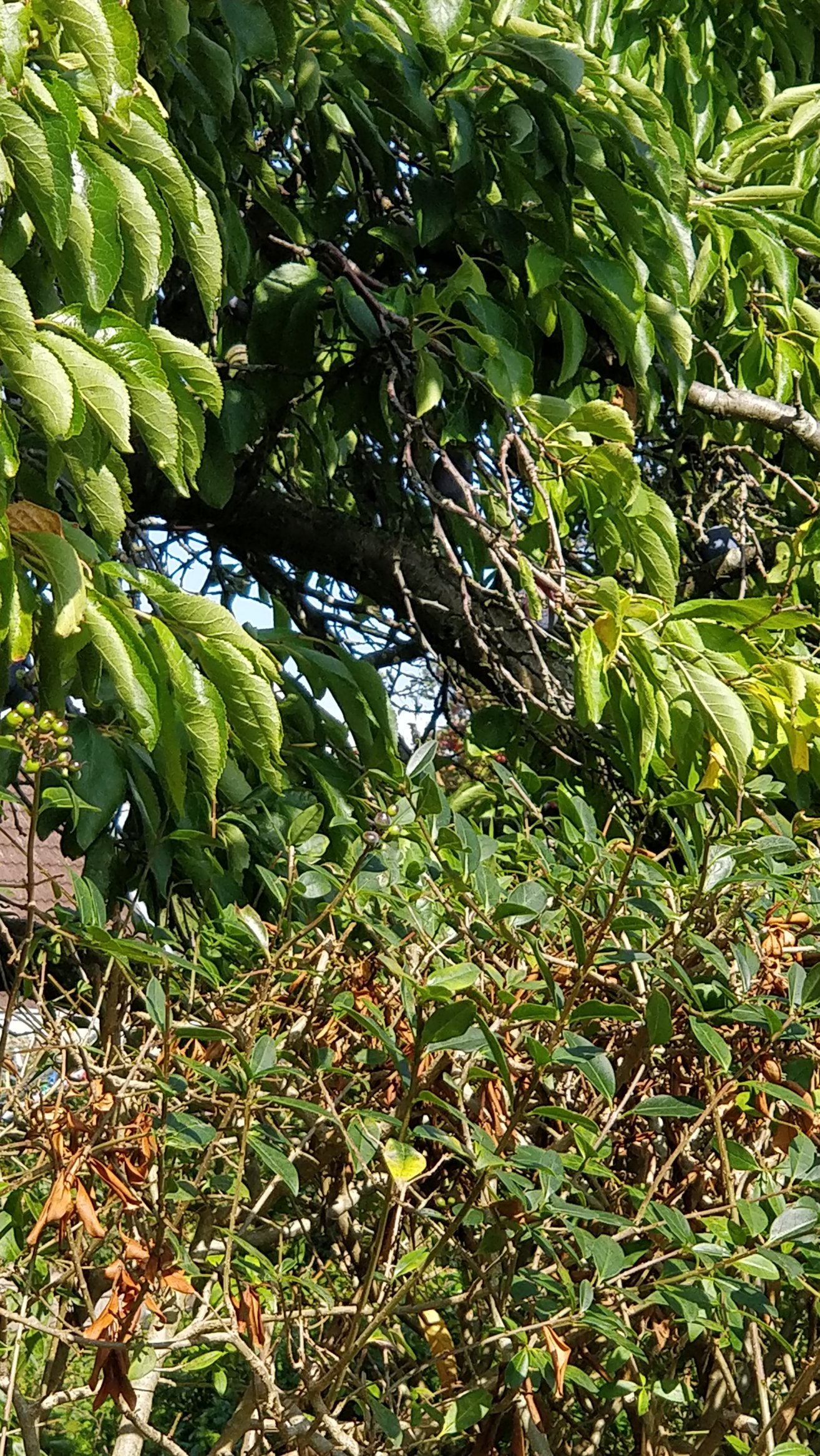 blommetræ
